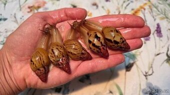 Africký šnek Lissachatina iredalei Zanzibar