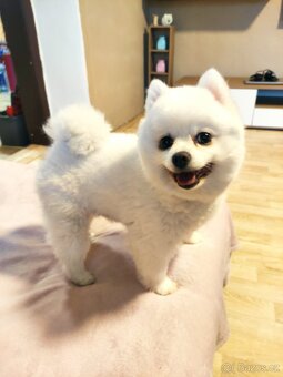 Fenka trpasličí špic