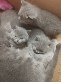 BRITSKÉ KOTĚ ,k odběru těsně před vánoci