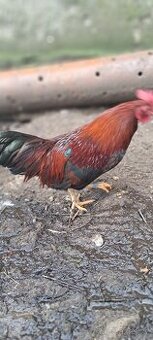 Velsumka koroptvi zdrobnela