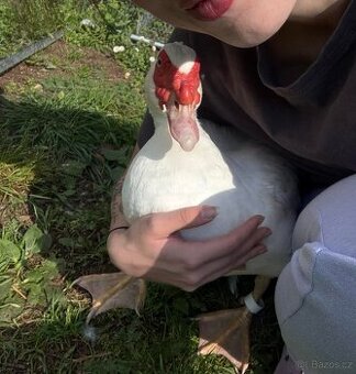 Daruji bílého ročního kačera Okr Znojmo