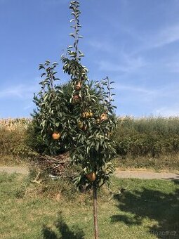 Prodám vinohrad s ovocným sadem