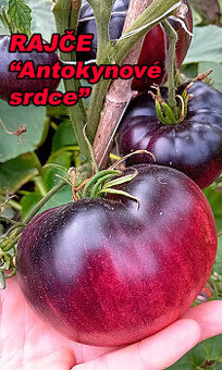 Semínka - rajčata, chilli, papriky, ačokča a další - 1