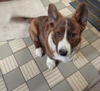 Welsh Corgi cardigan s PP - 1