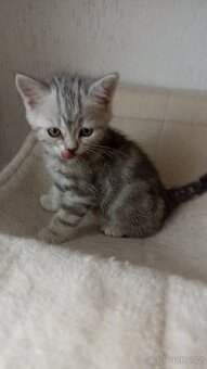 Britský whiskas stříbřitý kocourek s PP