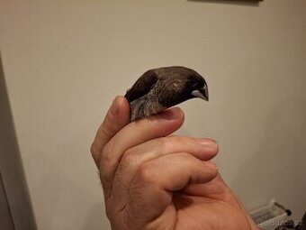 Chůvička japonská