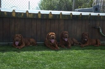 Bordeauxska doga, Bordo doga, Dogue de Bordeaux - 1