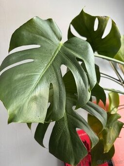 Monstera