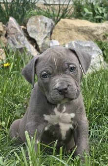 Štěňata American Bully XL s pp