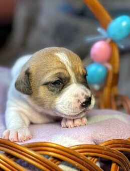 Jack Russell z pp - 1
