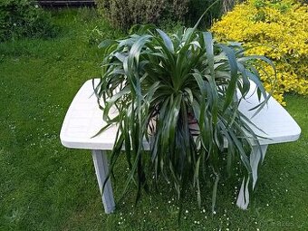 Billbergia nutans - bilbergie, čínský oves. Kvete od září do
