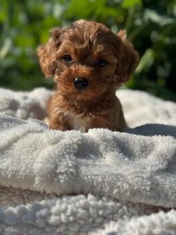 Cavapoo s pp- registrací