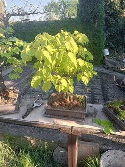 Bonsai - 1