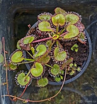 Pralesní rosnatka - D. prolifera, D. adelae