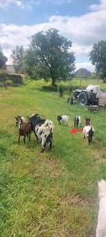 Holandská zakrslá koza - kuzlata
