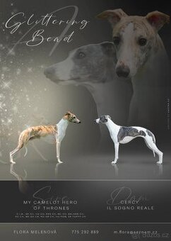 whippet štěňátka s PP ČMKU/FCI