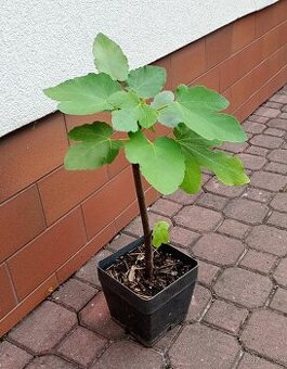 Fíkovník smokvoň (Ficus carica)