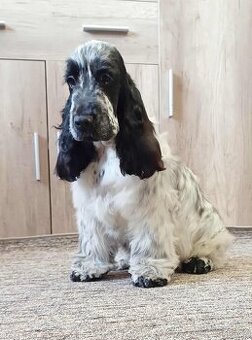 Anglický kokršpaněl