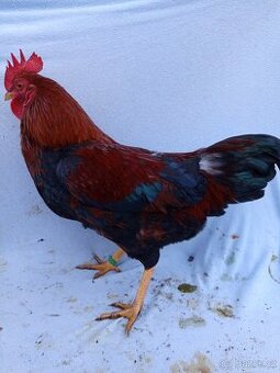 Kohouti zdrobnělé velsumky rezavě koroptví