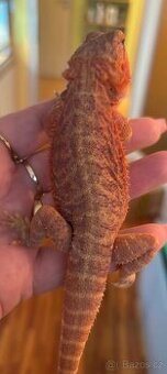 Agama vousatá- 0.1 Coral