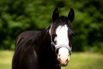 Roční American Quarter Horse black klisna, vnučka Gunnera