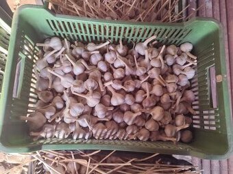 Prodej kuchyňského česneku