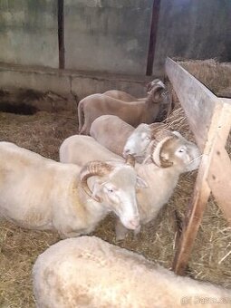 Prodej plemenných beranů