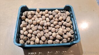 Neloupané vlašské ořechy