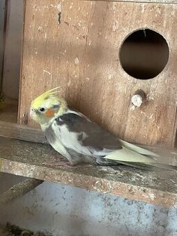 Korela - papoušek na ochočení