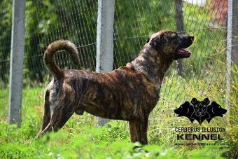 Uruguayský Cimarron - štěňátko s PP