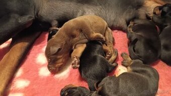 Dobrman - kvalitní štěňata s PP