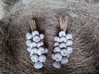 Prodej česnekových kytic