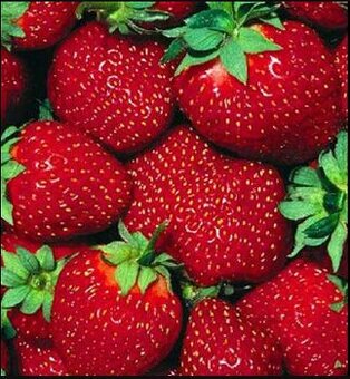 PŘEDPRODEJ SAZENIC JAHOD,ZAKOŘENĚNÉ, V KELÍMKU