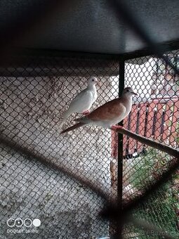 Hrdličky chechtavé