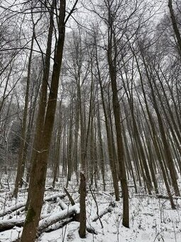 Prodej lesních pozemků k.ú. Maršíkov