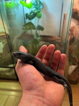 Timon Lepidus (Jašterica perlová )