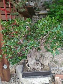 Nabízím bonsai - 1