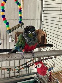 Papoušek - pyrura perlový červenobřichý