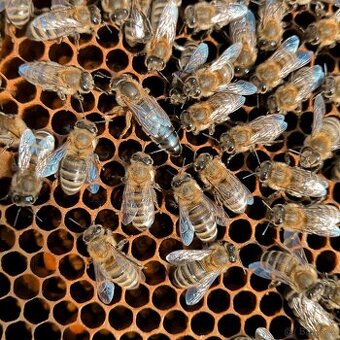 Včelí matky Karpatka – sezóna 2025