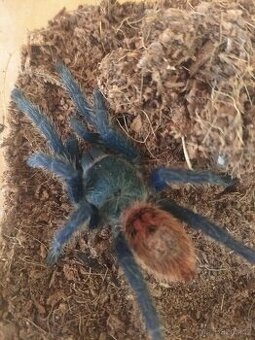 Pavouk , sklípkan , tarantule