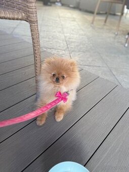 Pomerian