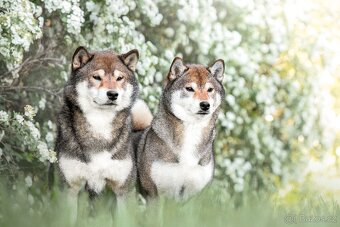 SHIBA štěňata k rezervaci
