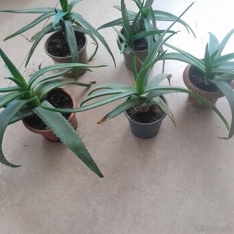 Aloe vera