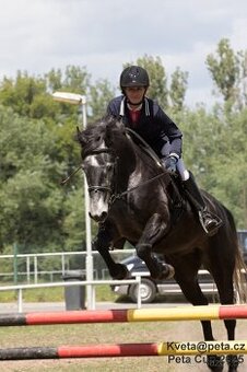 Connemara pony pro ambiciózní dítě/juniora
