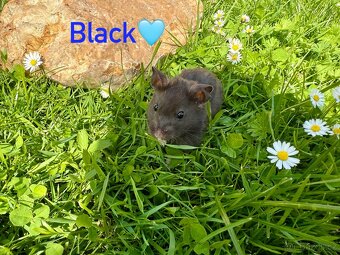Křeček syrský - mláďata