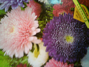 sazenice ASTER - - viz text a fota