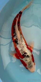 Koi kapr 41 -55cm
