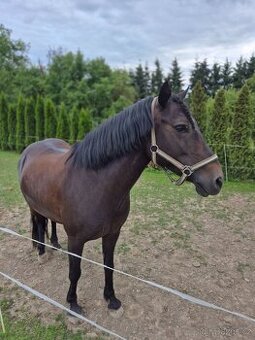 Sportovní pony