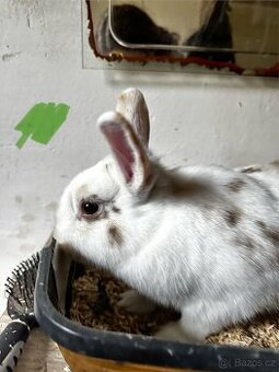 🐇 Zakrslí králíčci – ihned k odběru (Liberec)