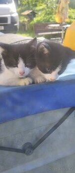 Koťata černobílá